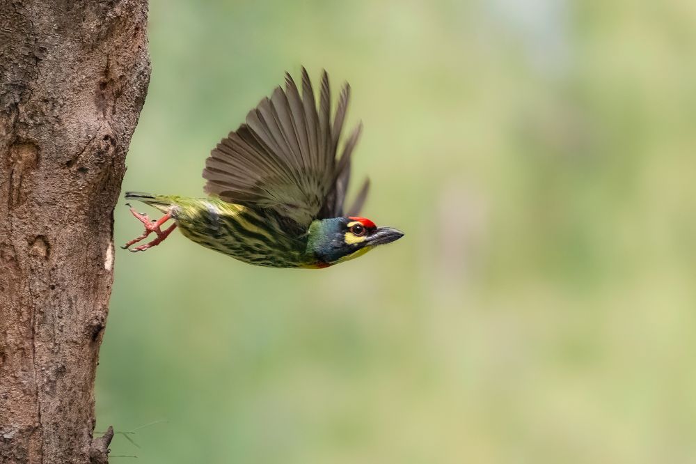 Фотография автора Pham Anh Vu