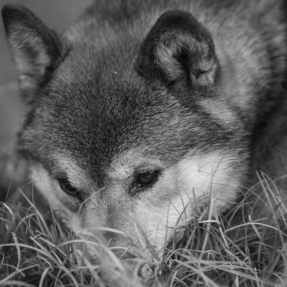 Грусть-тоска