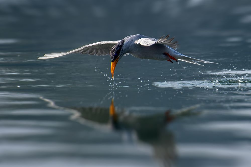 Graceful Sip: The River Tern's Elegance
