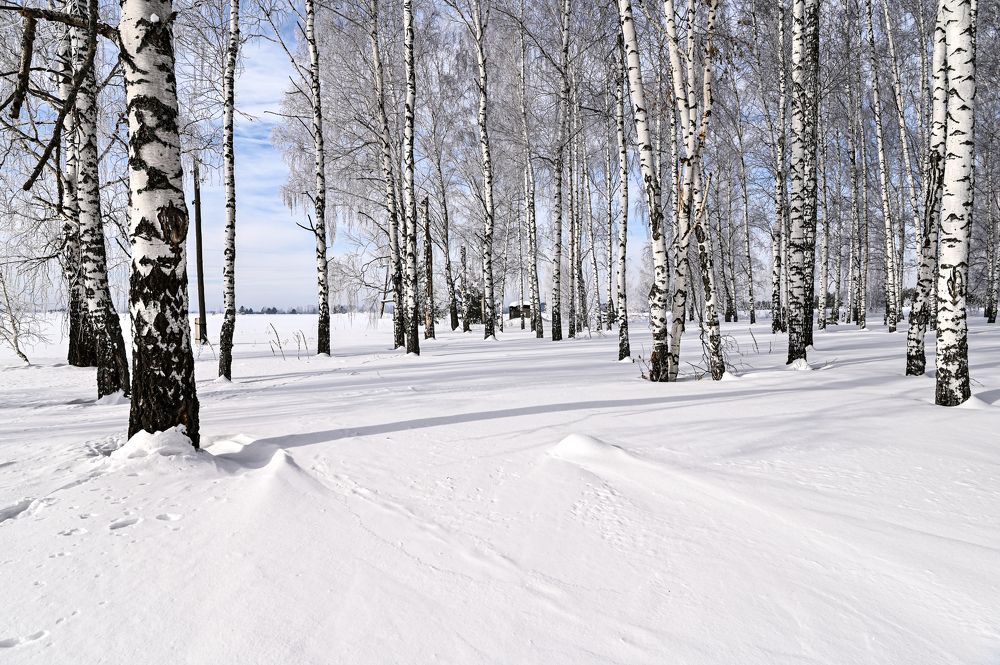 Зима в березовой роще
