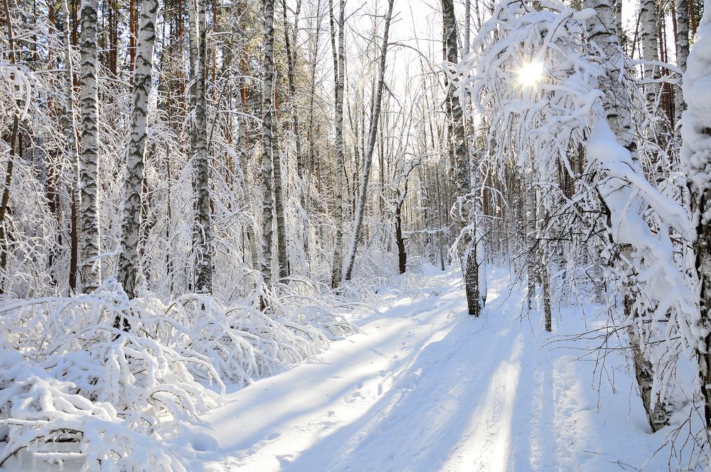 По лыжне навстречу к солнцу