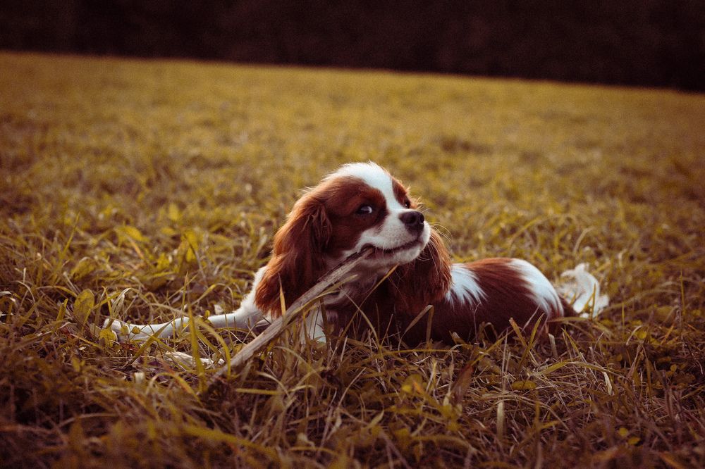 Photograph by Анна Корнейко