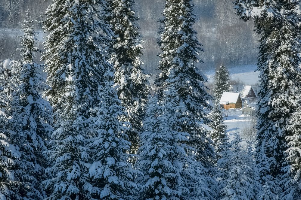 Лес вид домик в снегу