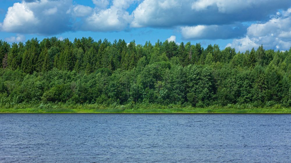 Forest on the opposite bank of the Kubena River