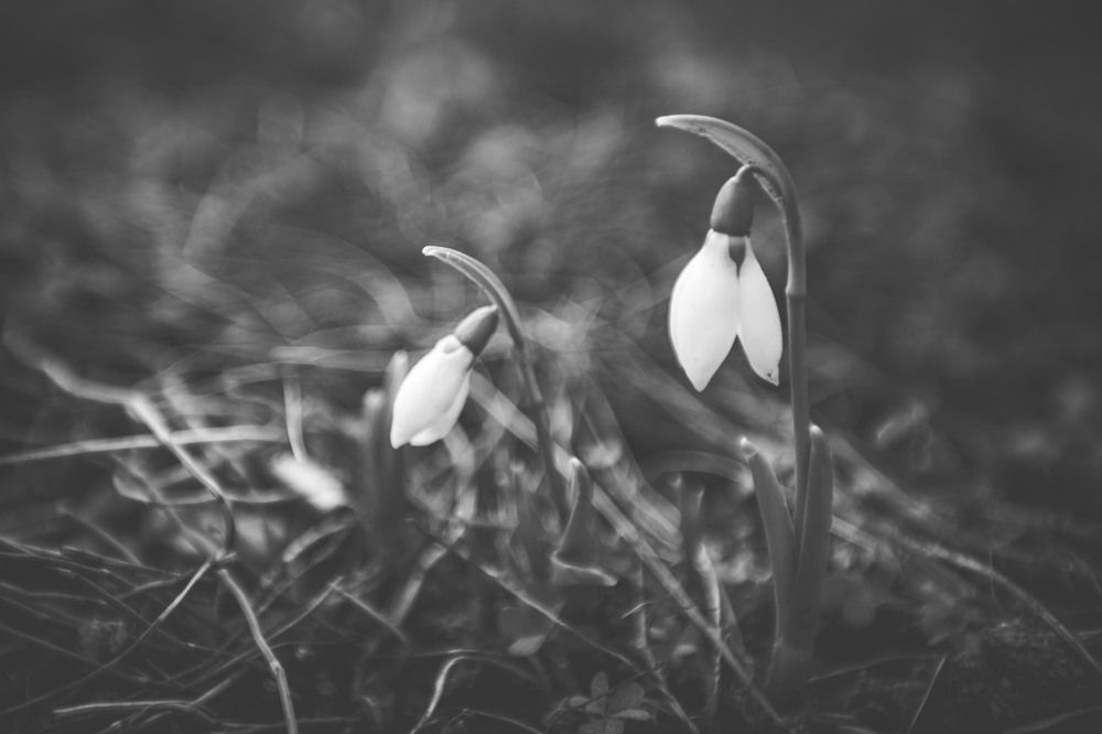 Photograph by Daniel Chobanov