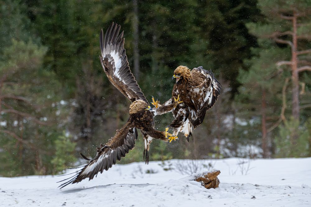 Photograph by Tommy Olsen