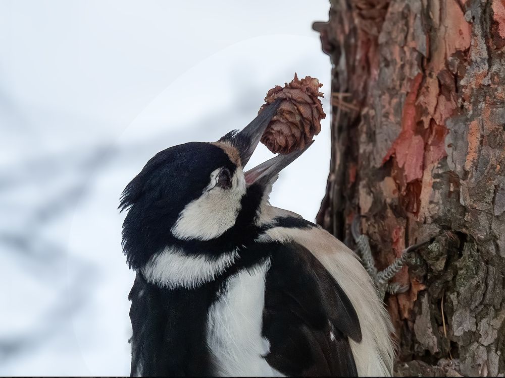 Photograph by Галина Горяинова