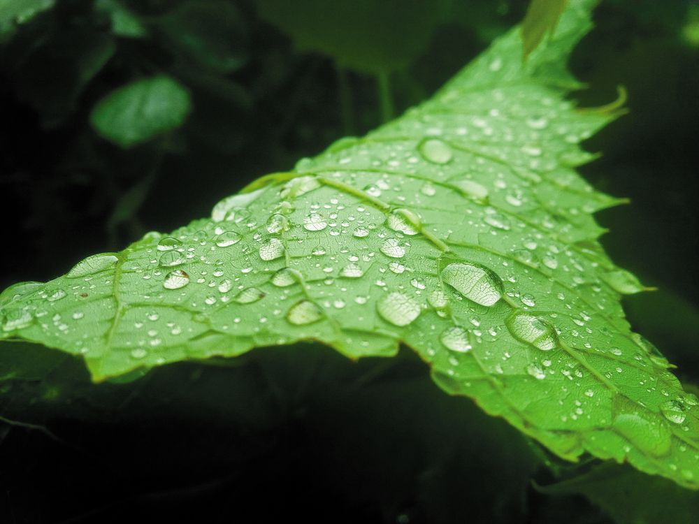 Виноградный лист