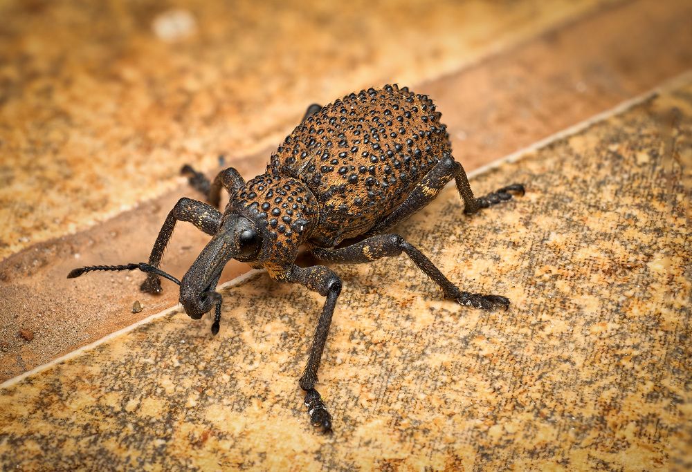 Photograph by Ilia Rozhnov