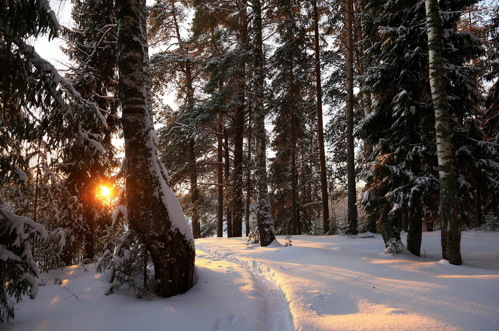 Лес в закате