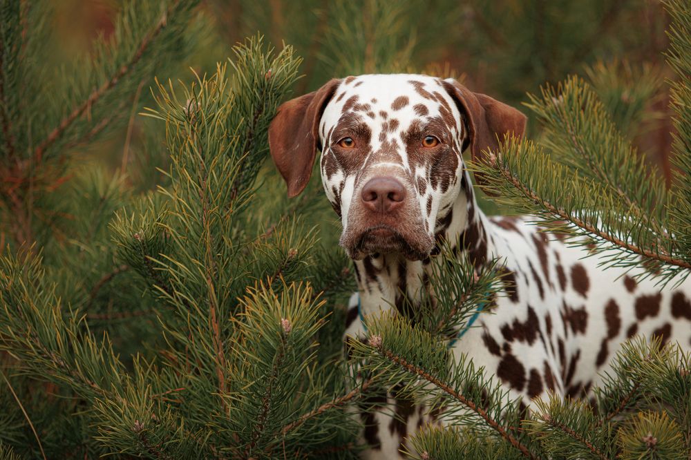 Photograph by Яна Нарбутович
