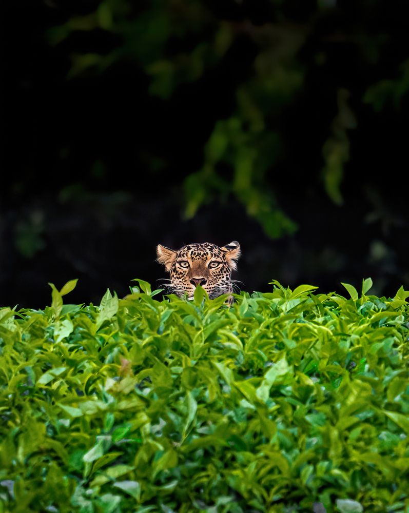 Photograph by Arun Prakash