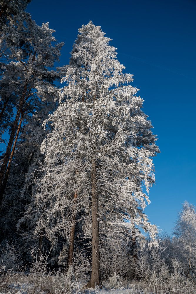 Photograph by Максим Лупач