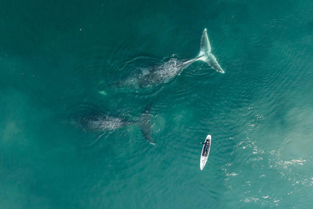 Гренландские киты в Охотском море