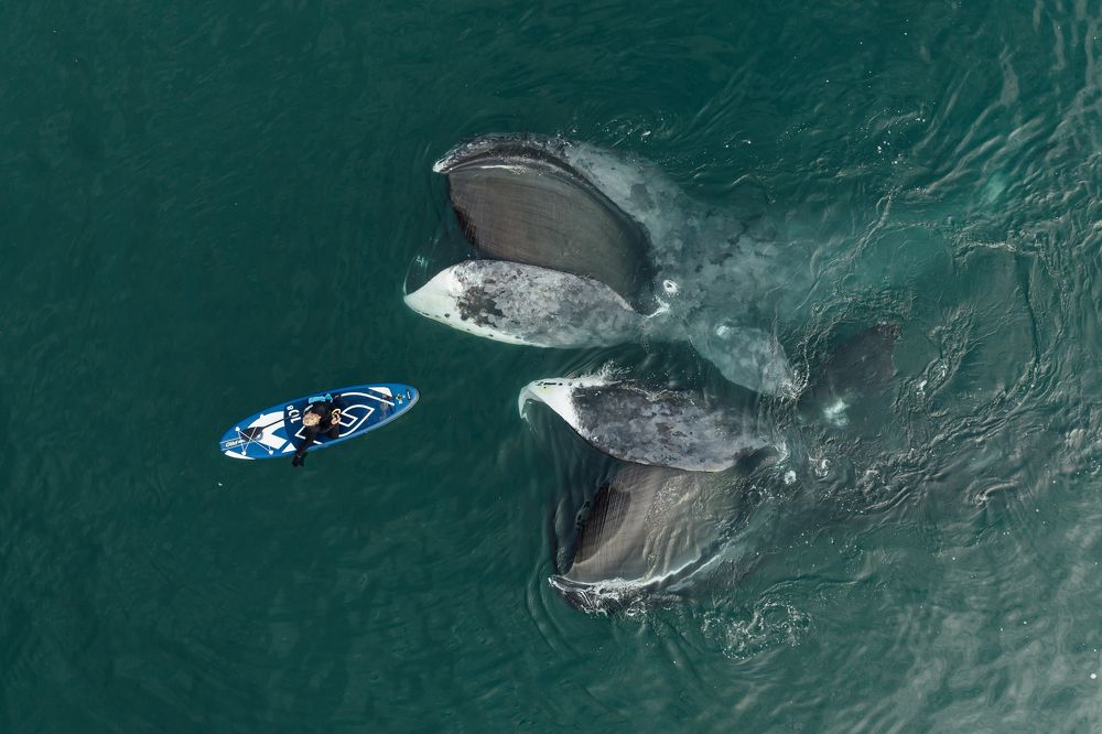 Питание гренландских китов
