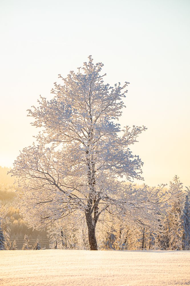 Белая сказка Белой горы