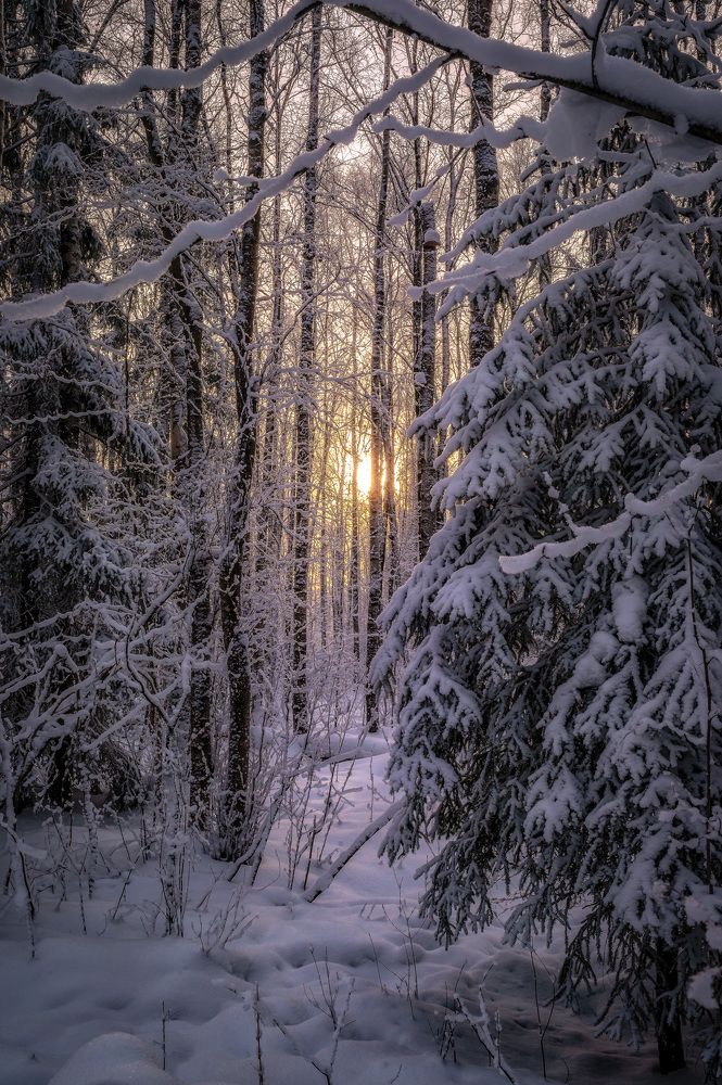 Рассвет в снежном лесу