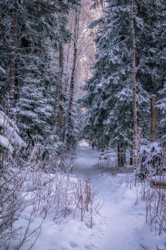 Тропинка в снежном лесу