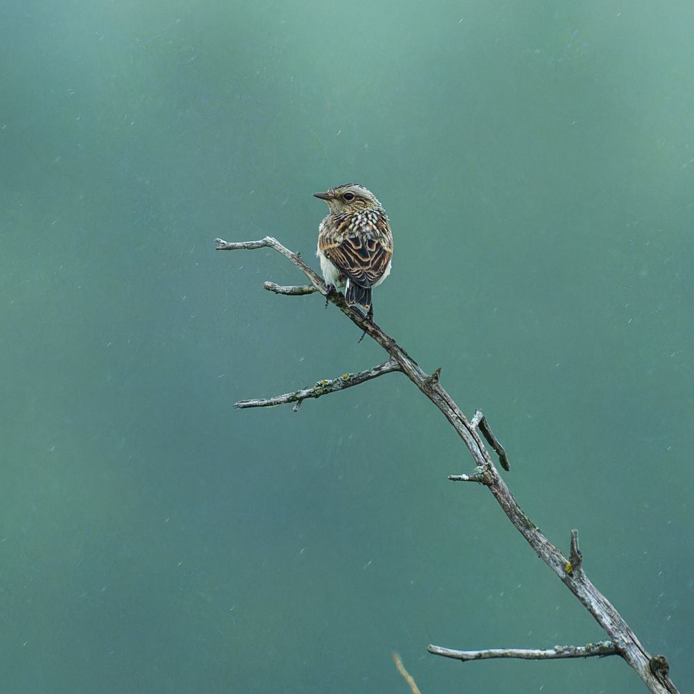 Photograph by Аркадий Старочкин