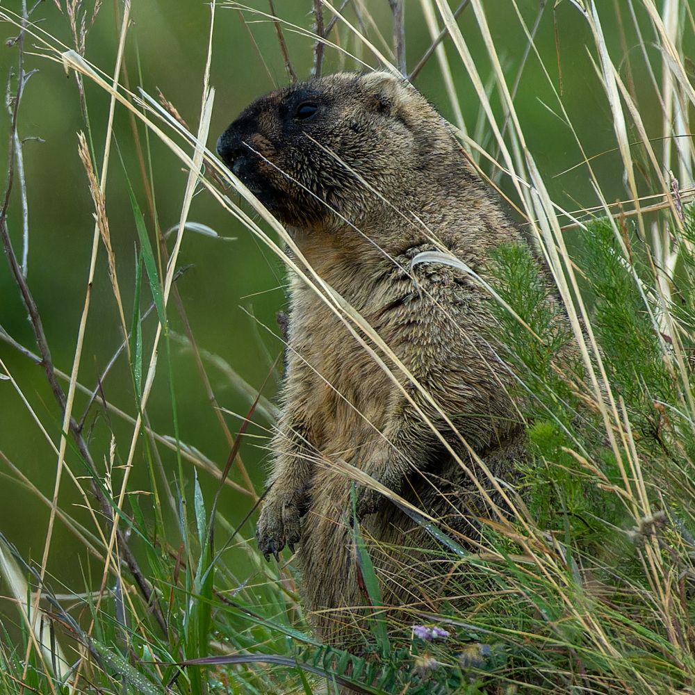 Photograph by Аркадий Старочкин