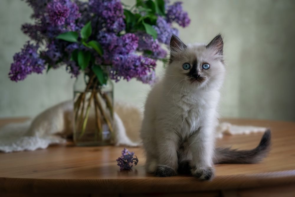 Photograph by Минаева Татьяна