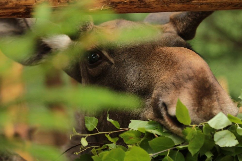 Photograph by Сергей Пюннинен