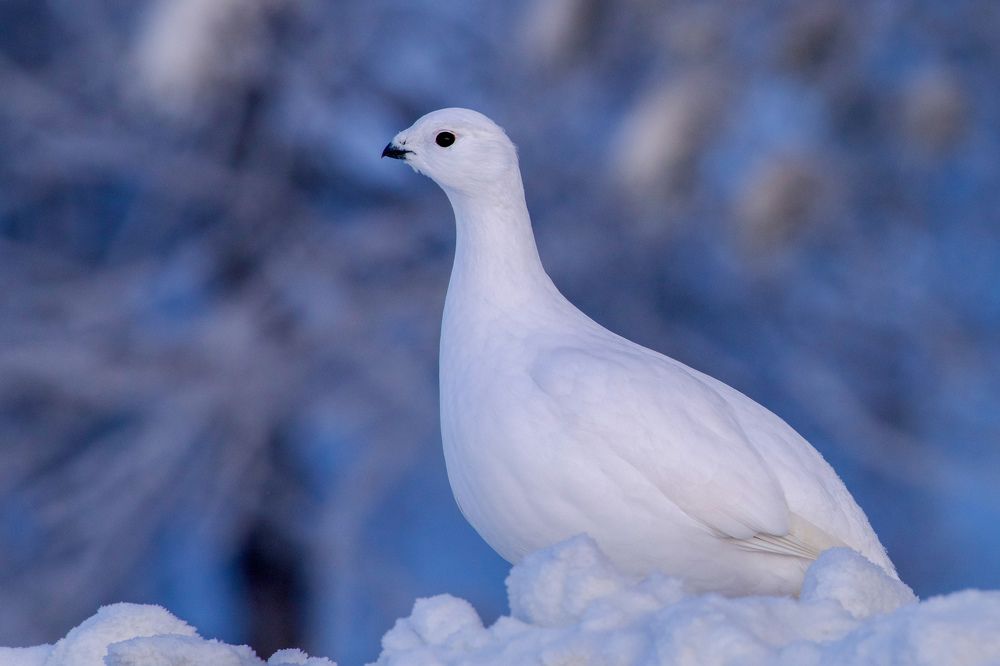 Фотография автора Viktoriya Kim