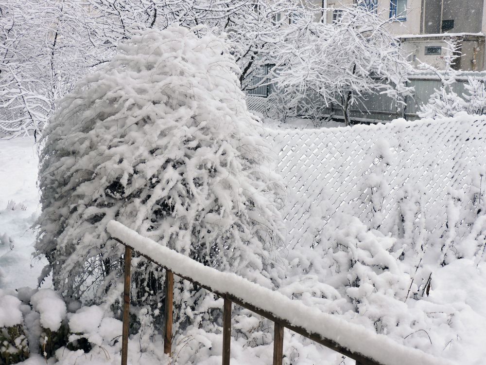 Спящий сад / Sleeping garden