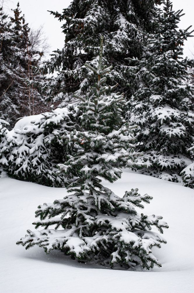 Фотография автора Елена Ефименко