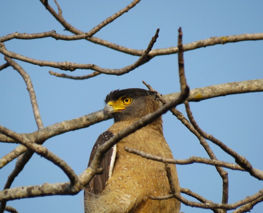 Serpent Eagle amidst branches