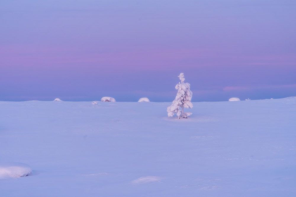 Очарование зимних красок