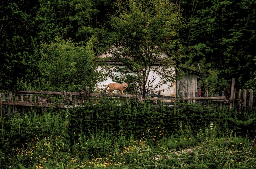 В  лесном поселке