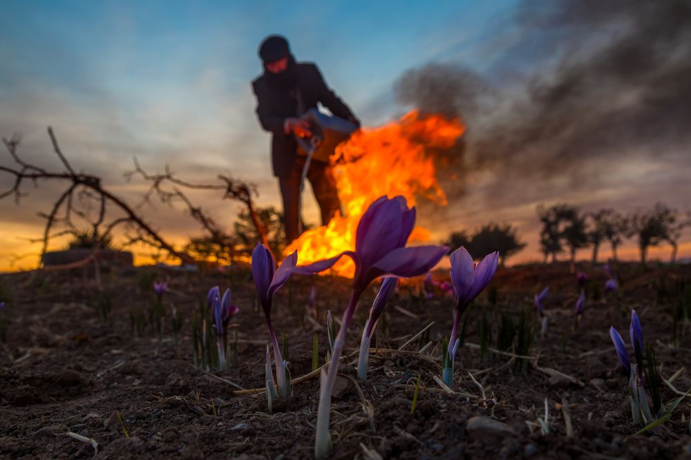 Saffron in fire