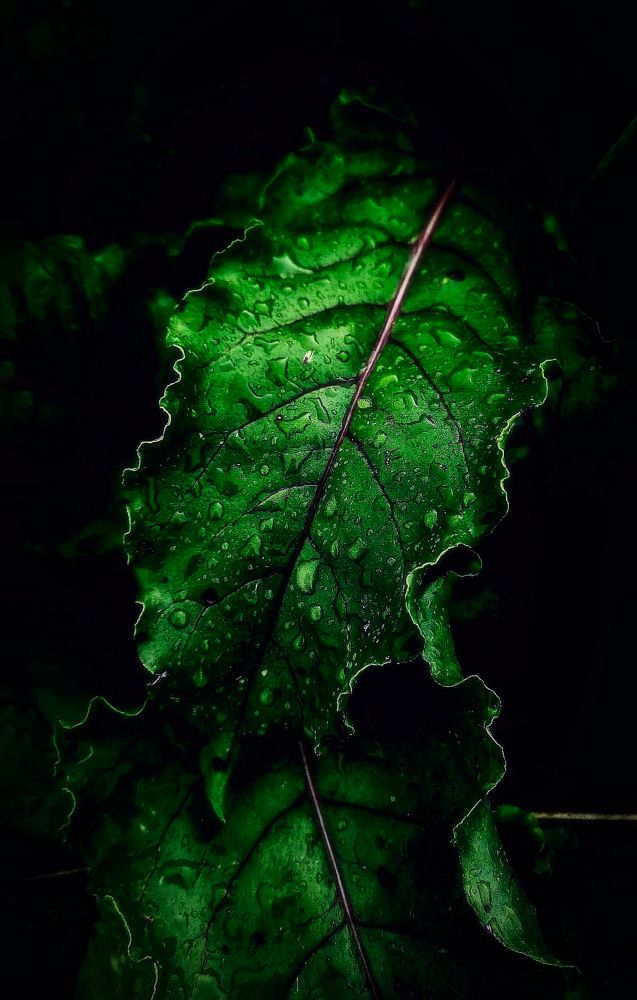 Photograph by Светлана Перминова