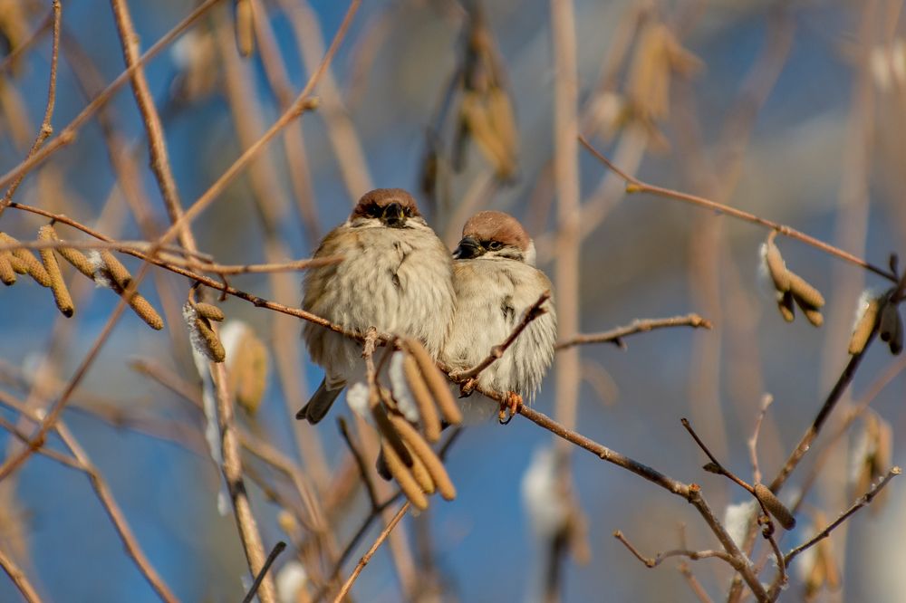 Сладкая парочка