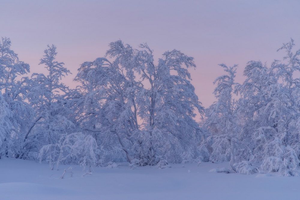 Снежный лес