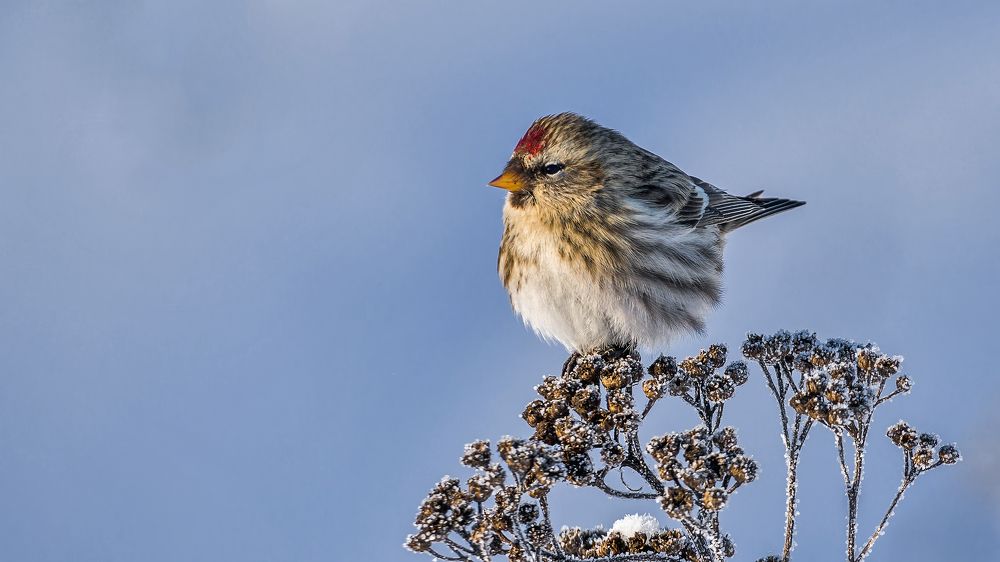 Мороз и солнце, день чудесный!