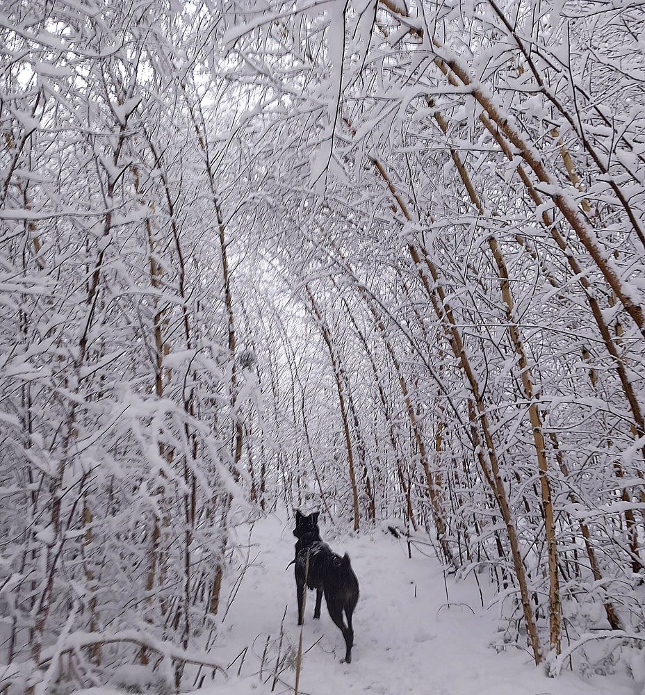 Photograph by Sacha van Rietschoten