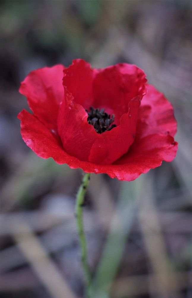 Photograph by Людмила Бутова