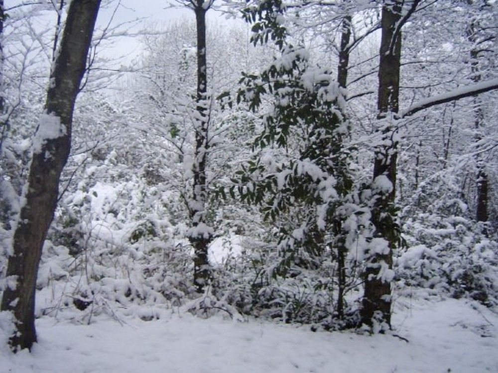 Árboles blancos