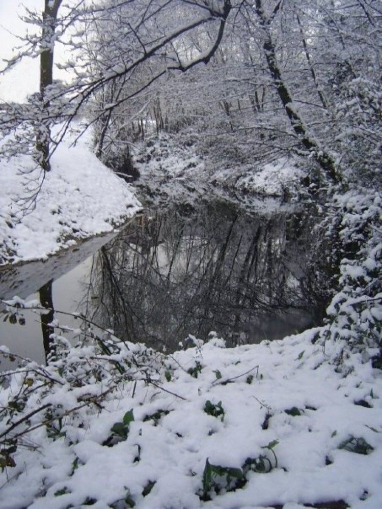 Reflejos