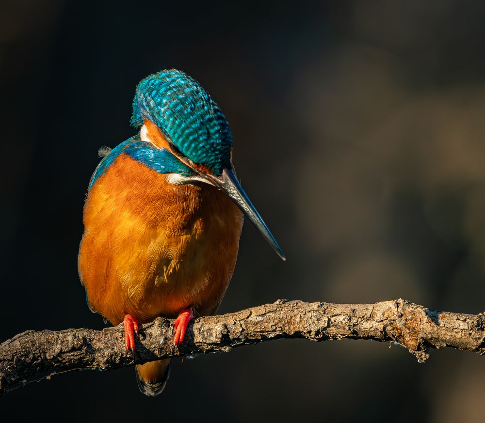 A kingfisher is hunting