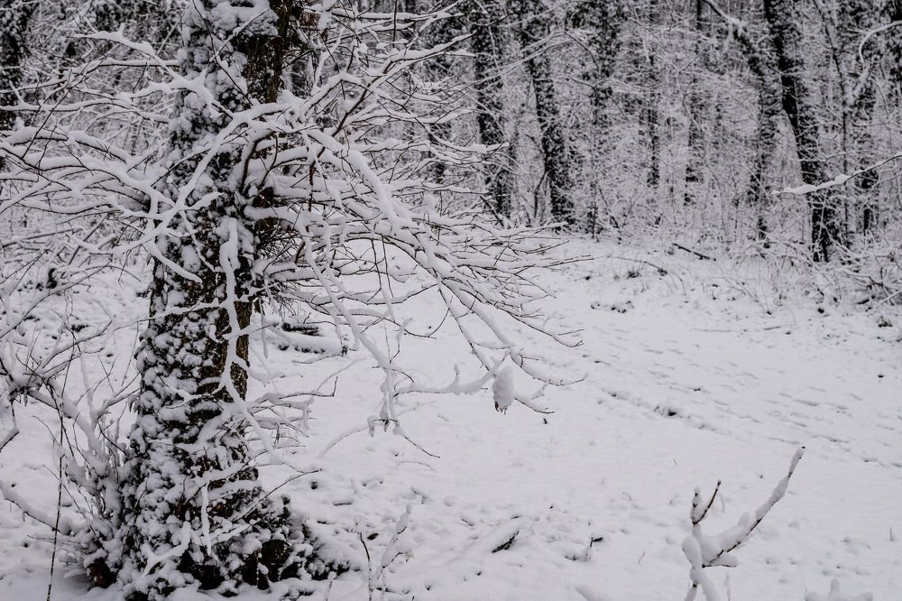 Photograph by Zsuzsa Décsi