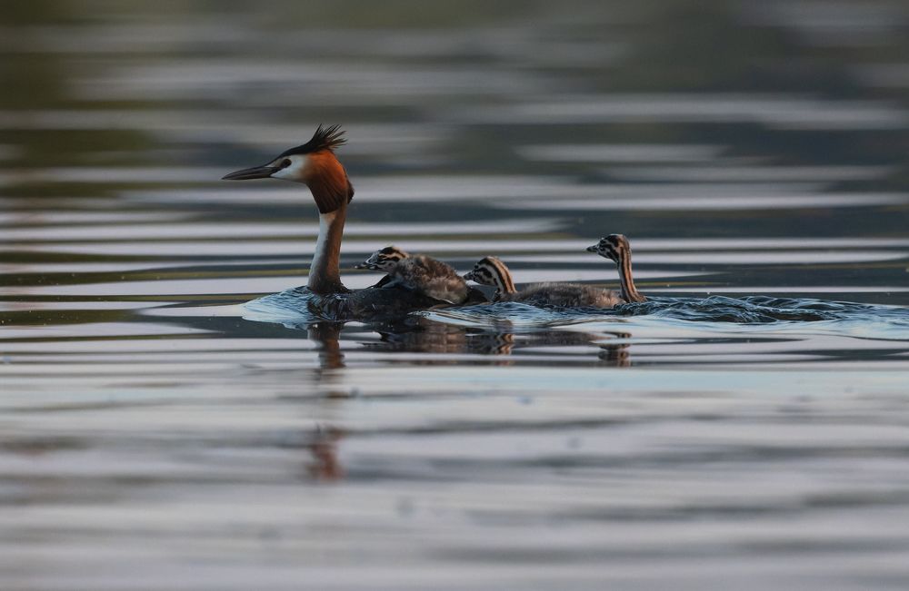 Photograph by Светлана Холодняк
