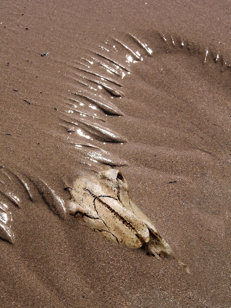 Photograph by Владимир Шишкин