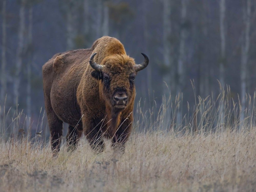 Photograph by Marek Abramowski