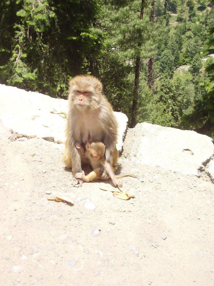 А мне бананчик, мамочка?