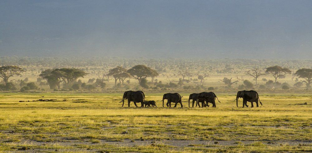 Жизнь африканской саванны
