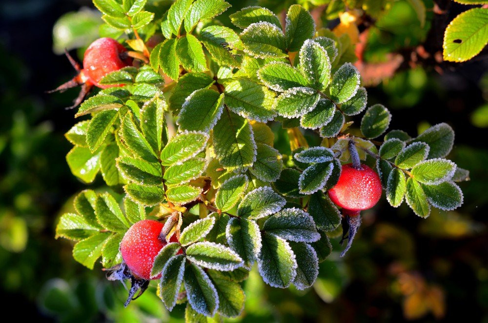 Первый иней