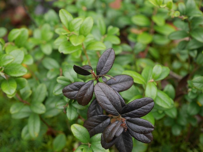 Ремизова Анна, Russia